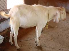 Goat_Breed_jamunaPuri